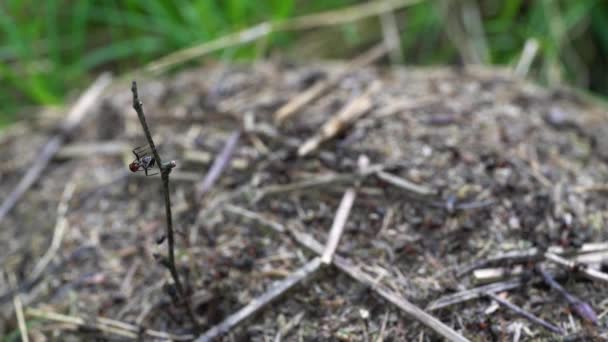 Gözetleme Noktasında Karınca — Stok video