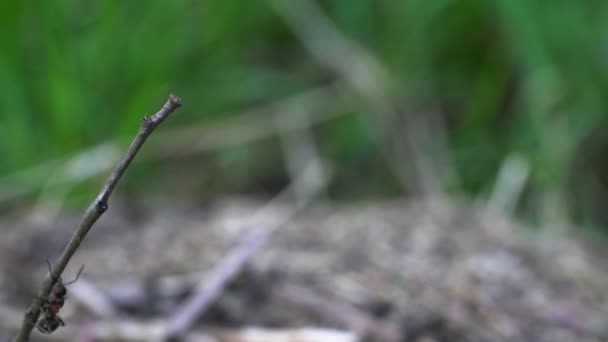 Ameise Auf Beobachtungsposten Überwachung — Stockvideo