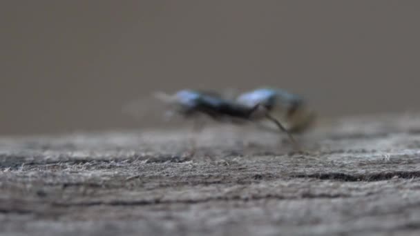 Formigas Ocupadas Passando Por Cima Velha Superfície Madeira — Vídeo de Stock