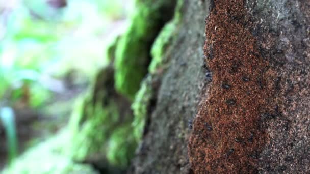 Ants Old Tree — Stock Video