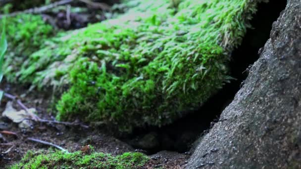 Ameisen Auf Einem Alten Baum — Stockvideo