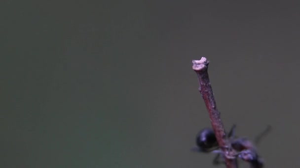 Kampf Zweier Ameisen Platz Auf Dem Beobachtungsposten — Stockvideo