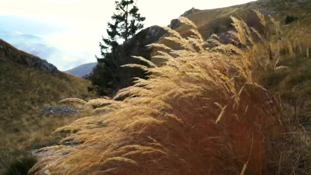 Vlasic Mountain Bosnia Herzegovina 바람에 — 비디오