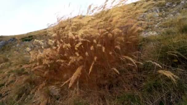 Herbe Sèche Automne Dans Vent Dur Montagne Vlasic Bosnie Herzégovine — Video