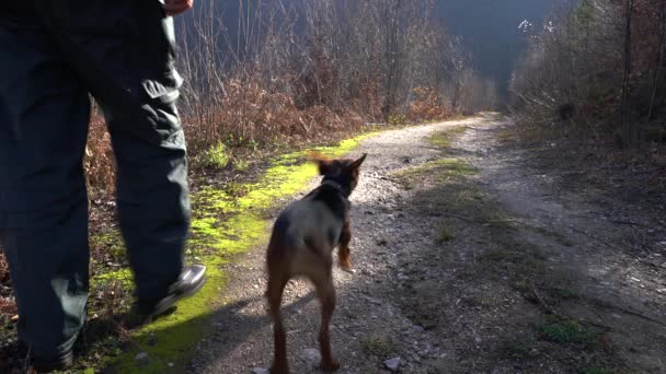 Homem Vai Com Cão Através Caminho Floresta — Vídeo de Stock