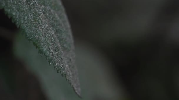 Polvo Industrial Metales Pesados Las Plantas Las Inmediaciones Fábrica — Vídeo de stock