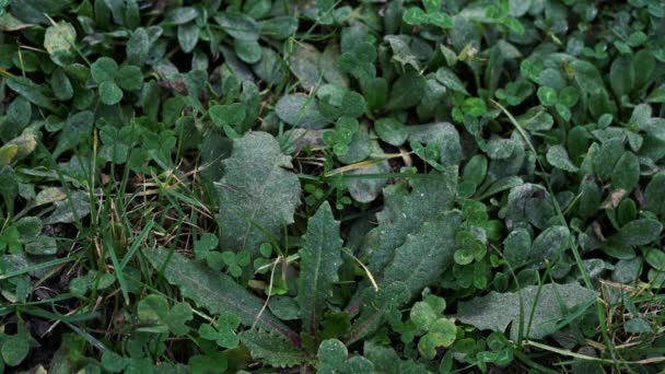 磁石で重金属の芝産業用粉じんの回収 — ストック動画