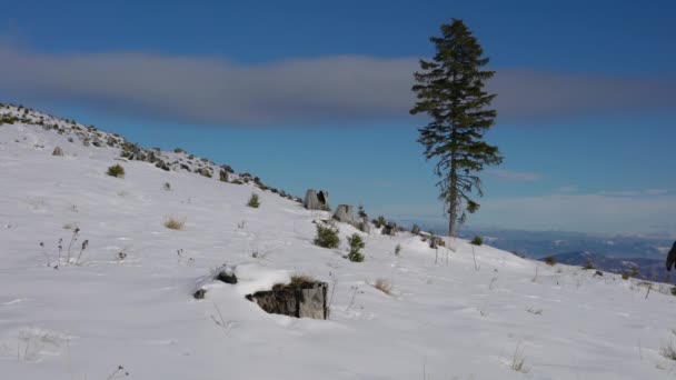 Uomo Albero Solitario Nel Paesaggio Invernale — Video Stock