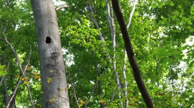 Nest of Green Woodpecker in the tree (Picus viridis)