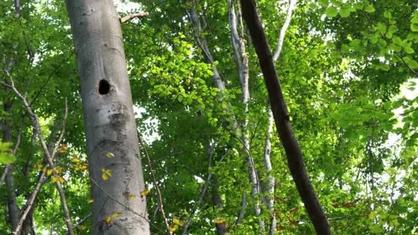 Nest Green Woodpecker Tree Picus Viridis — Wideo stockowe