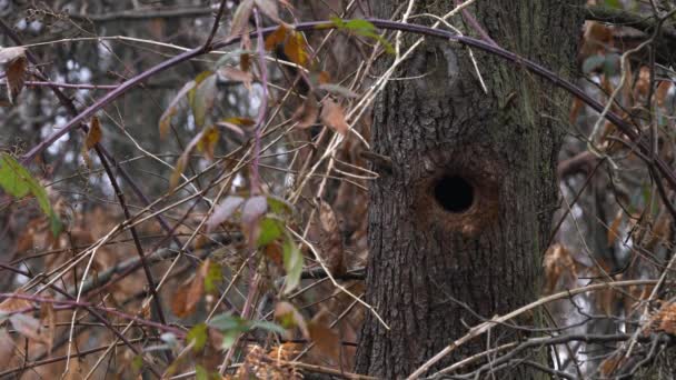Hnízdo Zeleného Datla Starém Stromě Picus Viridis — Stock video