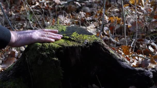 Man Touches Stump Truncated Wood Mossy — 비디오