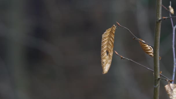 Danza Foglia Secca Nel Vento — Video Stock