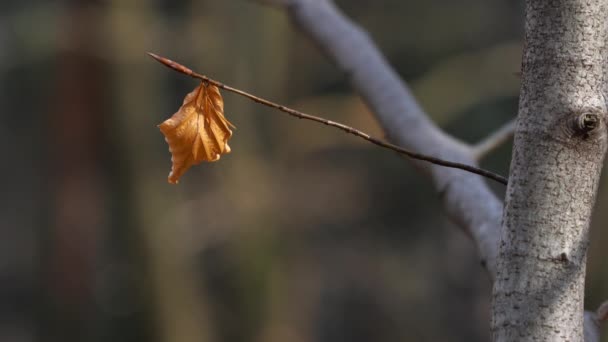 在风中跳舞干燥的叶子 — 图库视频影像