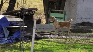 Bekçi köpeği çiftlikte dinleniyor ve izliyor.