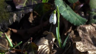 Doğal atmosferde baharın habercisi (Galanthus nivalis)