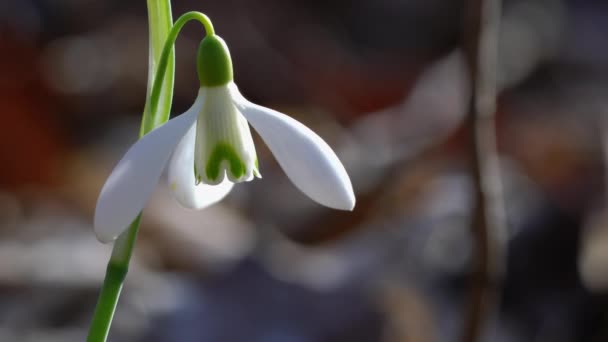 Schneeglöckchen Als Frühlingsboten Natürlichen Ambiente Galanthus Nivalis — Stockvideo