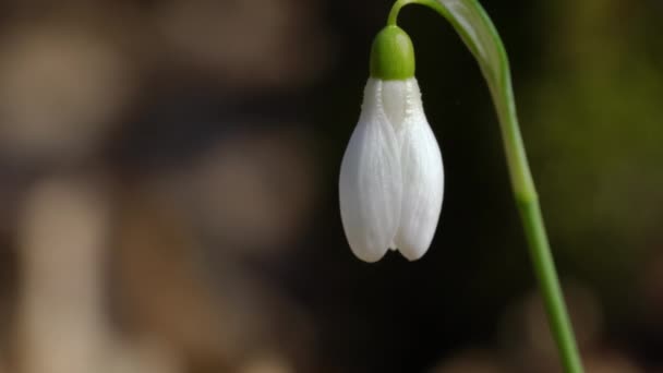 Schneeglöckchen Als Frühlingsboten Natürlichen Ambiente Galanthus Nivalis — Stockvideo