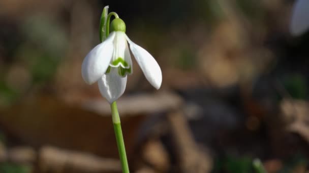 Tavasz Hóvirág Hírnöke Természetes Környezetben Galanthus Nivalis — Stock videók
