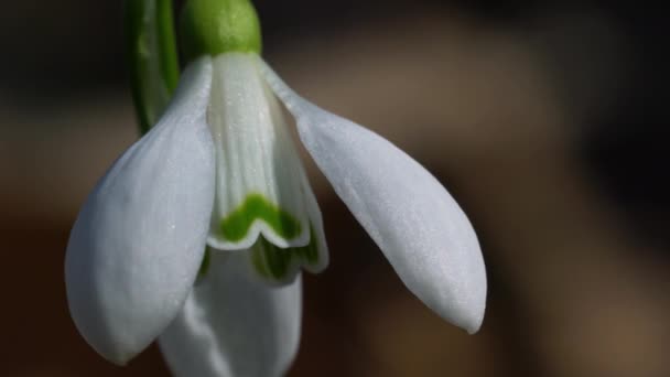 在自然的氛围中 春天的雪花预示着春天的到来 Galanthus Nivalis — 图库视频影像