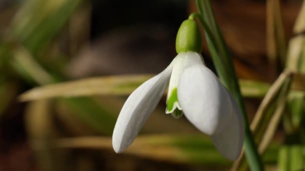 Подснежник Возвещает Весну Естественной Среде Galanthus Nivalis — стоковое видео
