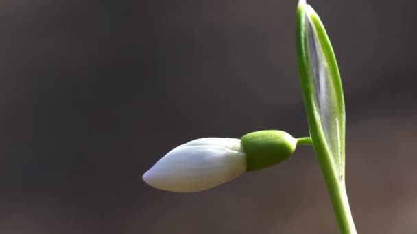 在自然的氛围中 春天的雪花预示着春天的到来 Galanthus Nivalis — 图库视频影像