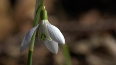 Doğal atmosferde baharın habercisi (Galanthus nivalis)