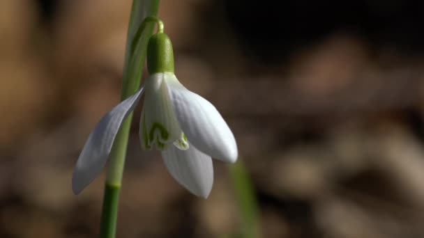 Śnieżynka Zwiastun Wiosny Naturalnym Otoczeniu Galanthus Nivalis — Wideo stockowe