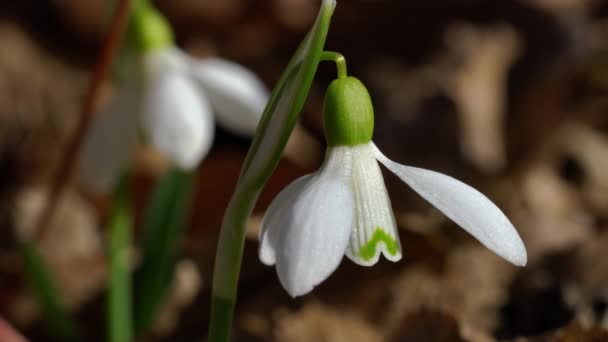 Nieve Heraldo Primavera Ambiente Natural Galanthus Nivalis — Vídeos de Stock