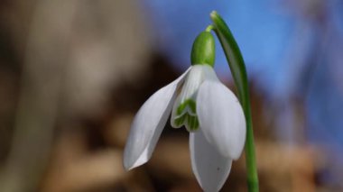 Doğal atmosferde baharın habercisi (Galanthus nivalis)
