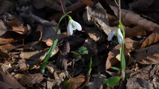 Śnieżynka Zwiastun Wiosny Naturalnym Otoczeniu Galanthus Nivalis — Wideo stockowe