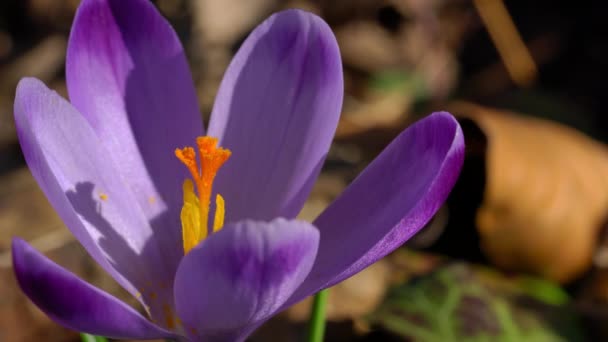 Crocus Printemps Dans Vent — Video