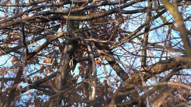 大斑点啄木鸟 Dendrocopos Major 从树干上提取甲虫幼虫 — 图库视频影像