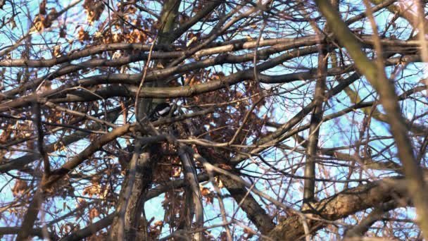 Buntspecht Dendrocopos Major Extrahiert Käferlarven Aus Baumstamm — Stockvideo