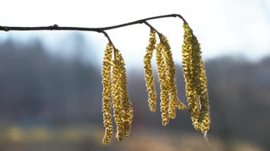 Hazel Catkins meltemde sallanıyor (Corylus avellana)