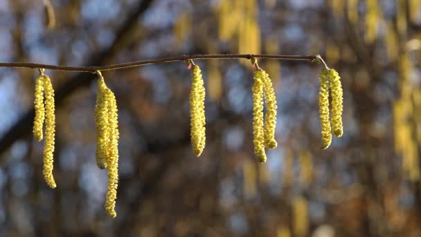 Hazel Catkins Swing Szellőben — Stock videók