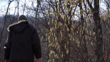 Man looks pollen on Hazel Catkins (Corylus avellana)