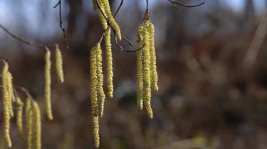 Adam meltemde Hazel Catkins 'e dokunuyor.)