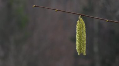Adam meltemde Hazel Catkins 'e dokunuyor.)