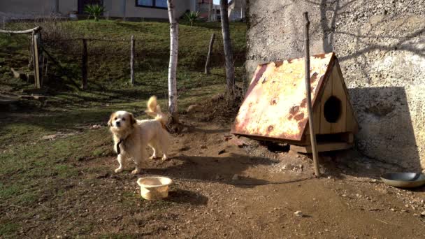 Pequeño Perro Guardián Enojado Finca — Vídeos de Stock