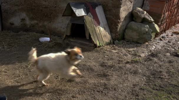 Pequeño Perro Guardián Enojado Finca — Vídeos de Stock