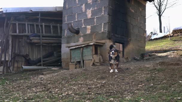 Pequeño Perro Guardián Enojado Finca — Vídeo de stock