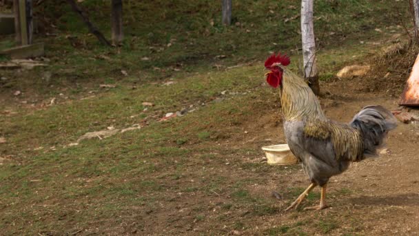 Rooster Canta Ambiente Rural — Vídeo de stock