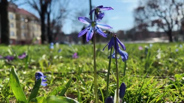 Blommor Sibirisk Bläckfisk Scilla Siberica Bris Stadsparken Prag — Stockvideo