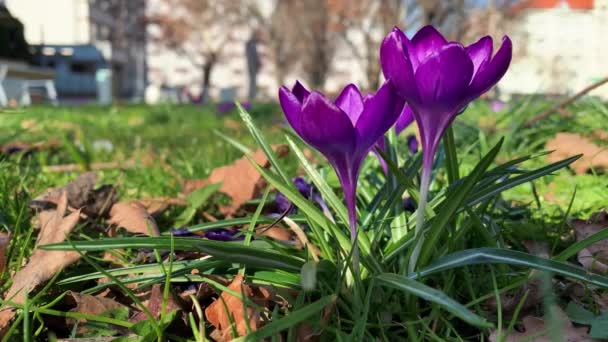 布拉格城市公园春风中的番红花 — 图库视频影像
