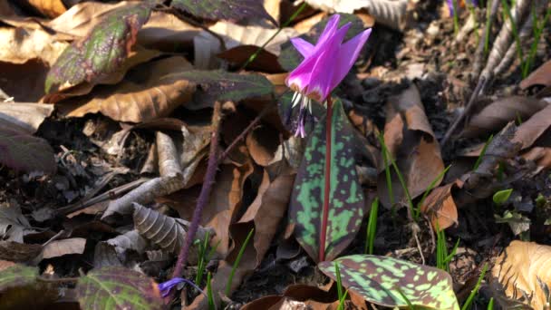 Diente Perro Violeta Erythronium Dens Canis — Vídeo de stock