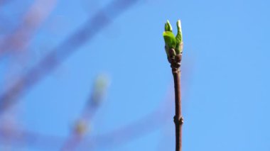 Dikenotu Ağacı (Euonymus europaeus) yaprakları açıyor