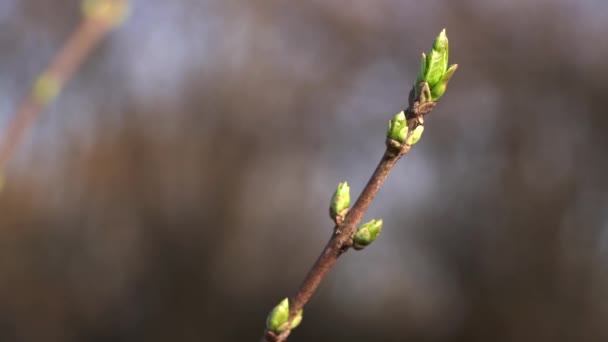 纺锤树 Euonymus Europaeus 张开的叶子 — 图库视频影像