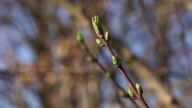 Dikenotu Ağacı (Euonymus europaeus) yaprakları açıyor
