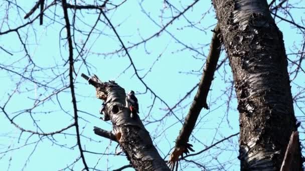 老樱桃树树干上的大斑点啄木鸟 Dendrocopos Major — 图库视频影像